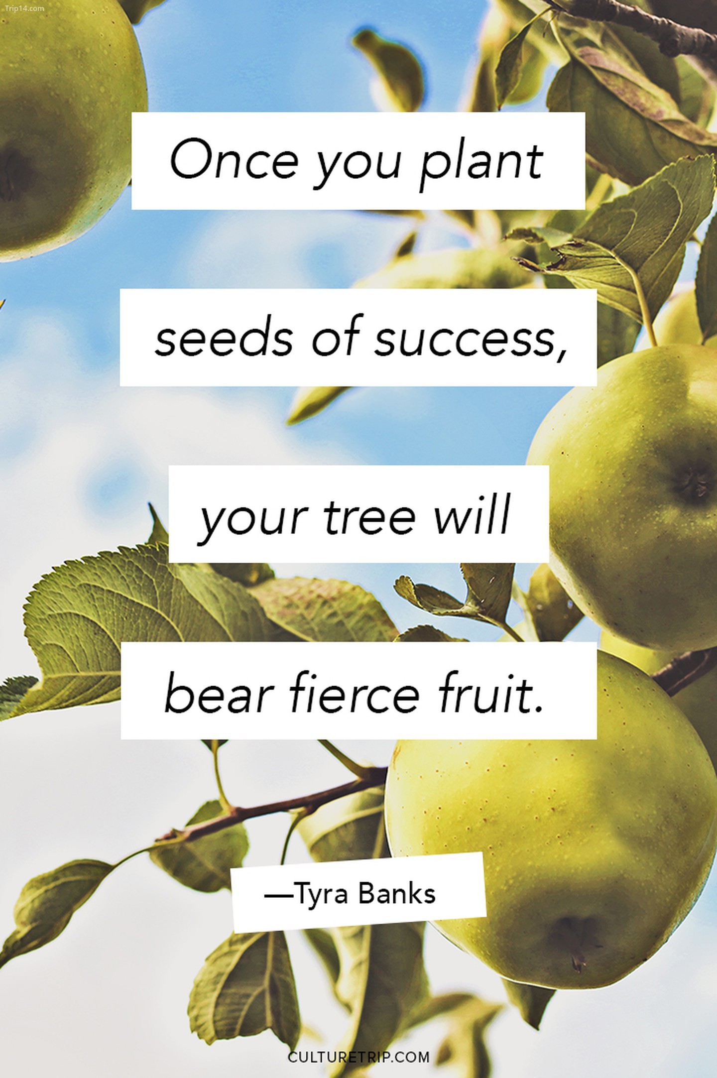 Một khi bạn gieo những hạt giống thành công, cây của bạn sẽ đơm hoa kết trái.