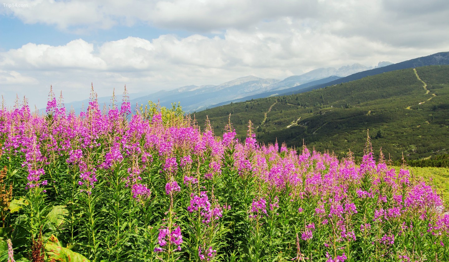 Những bông hoa bên dãy núi Rila