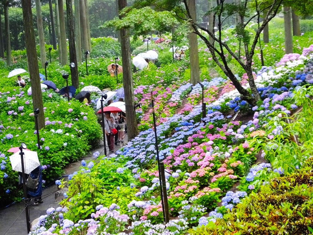 Ngắm hoa Cẩm Tú Cầu ở Kanagawa, Nhật Bản - Ảnh 5