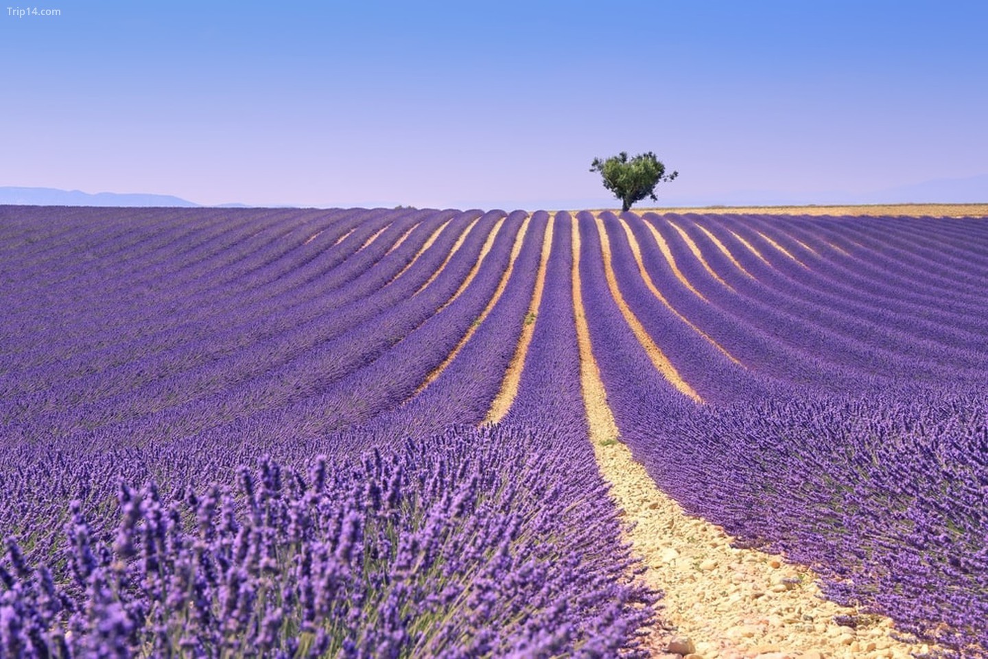 Cánh đồng hoa oải hương Provence