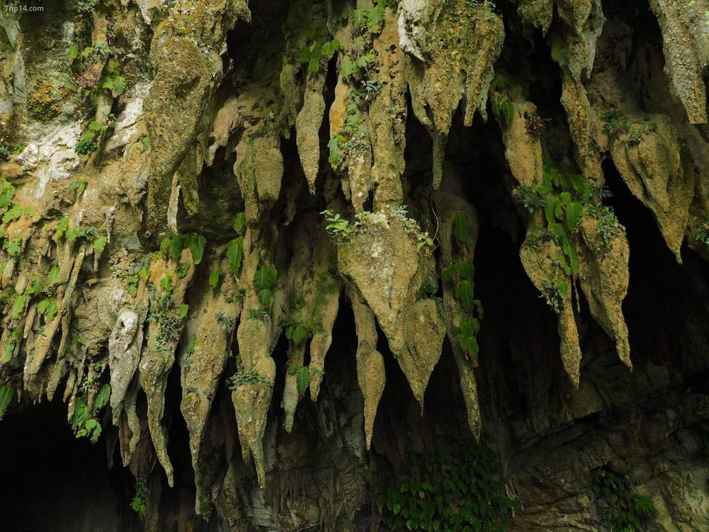  Các hình thành đá nhỏ giọt tại Vườn quốc gia Gunung Mulu, Sarawak   |   