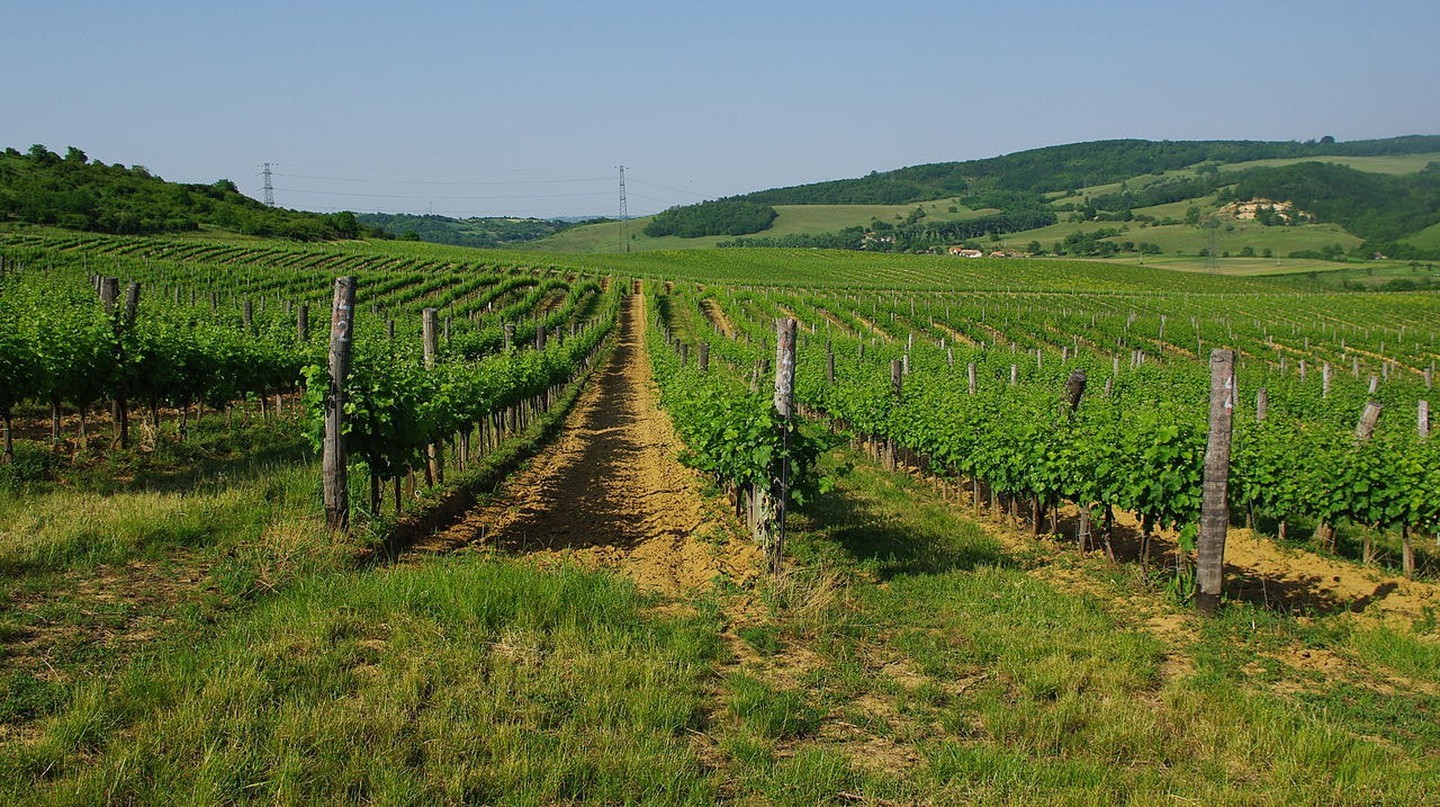 Giới thiệu về các vùng rượu vang của Hungary