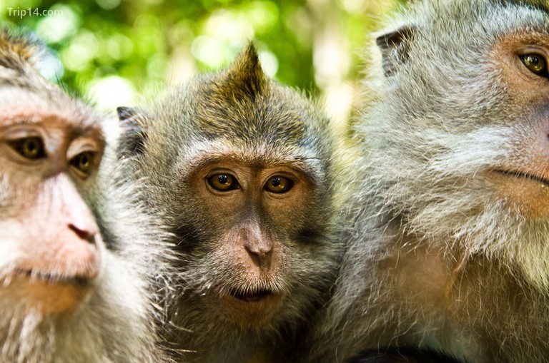 Khỉ đốm galore ở Ubud, Bali 