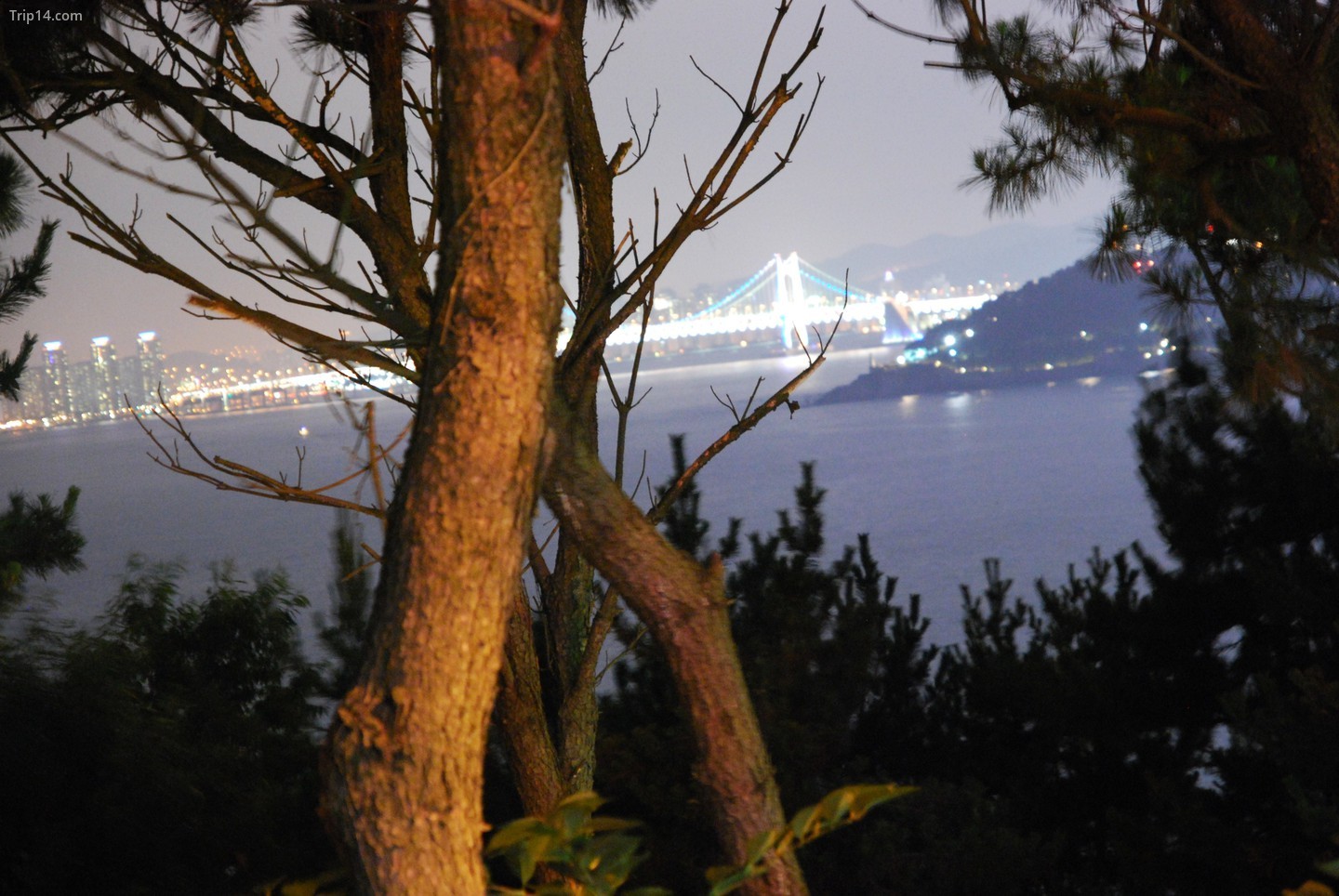  Cầu Gwangan nhìn từ Đồi Dalmaji ở Haeundae   |   