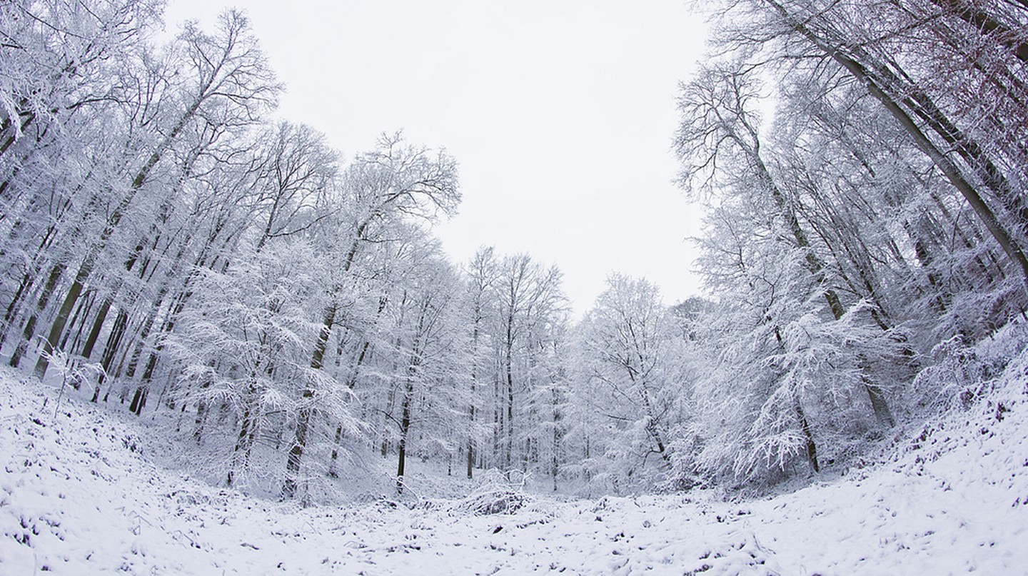 Rừng Sonian vào mùa đông | © Didier Weemaels / Flickr
