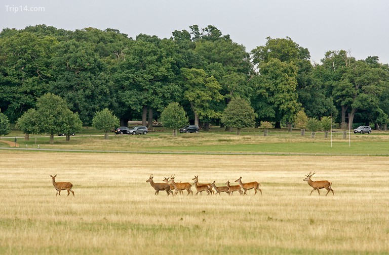 Gặp gỡ một số động vật hoang dã địa phương trong Công viên Richmond © Charles de Candolle / Alamy Kho ảnh