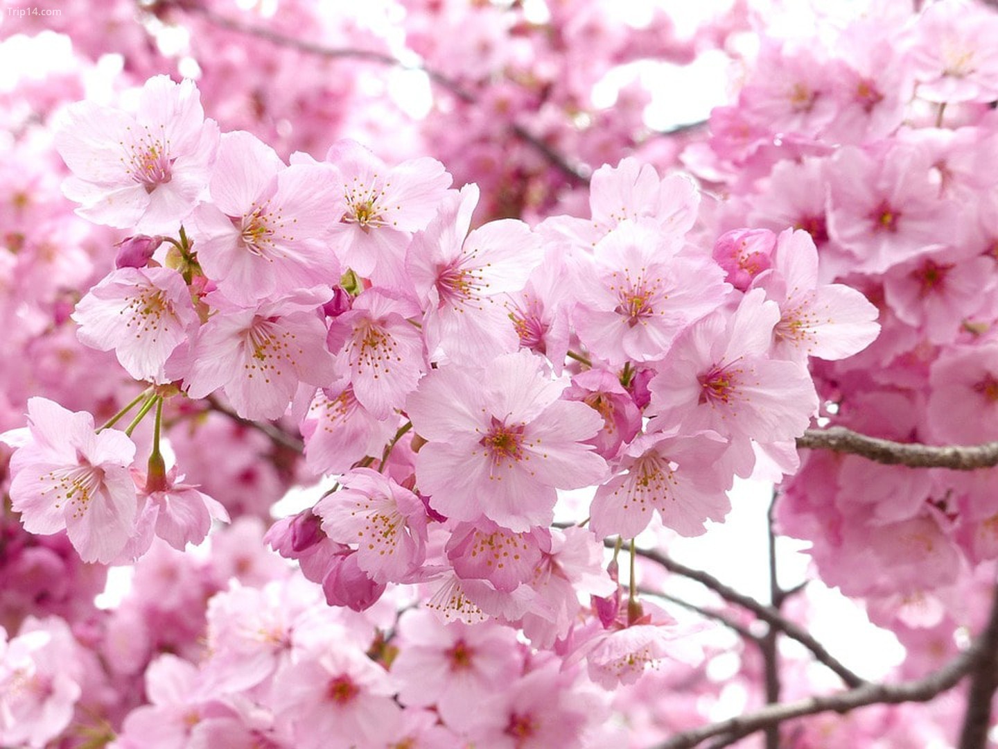 Cherry Blossom / Sakura