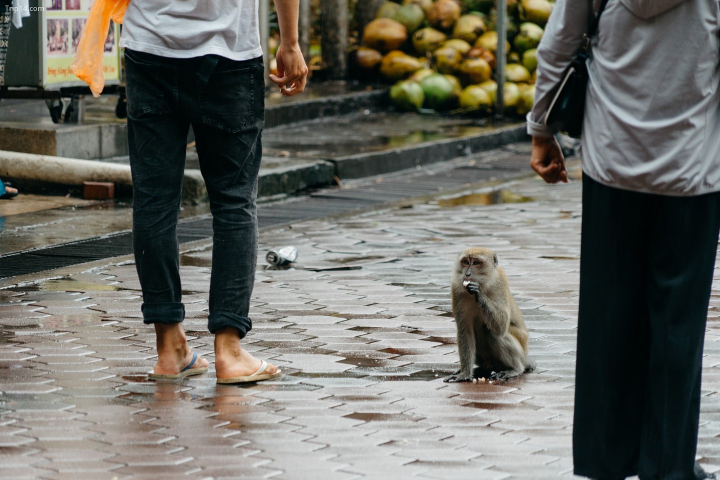  Khỉ ở Kuala Lumpur | Ảnh: Irene Navarro 
