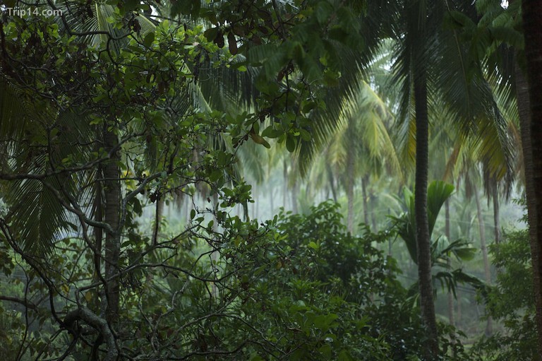 Những ngọn núi phía bắc Thái Lan được bao phủ trong rừng rậm nhiệt đới quyến rũ.