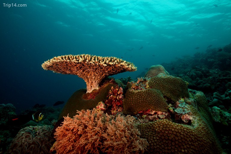 Công viên tự nhiên Tubbataha Reefs - Trip14.com