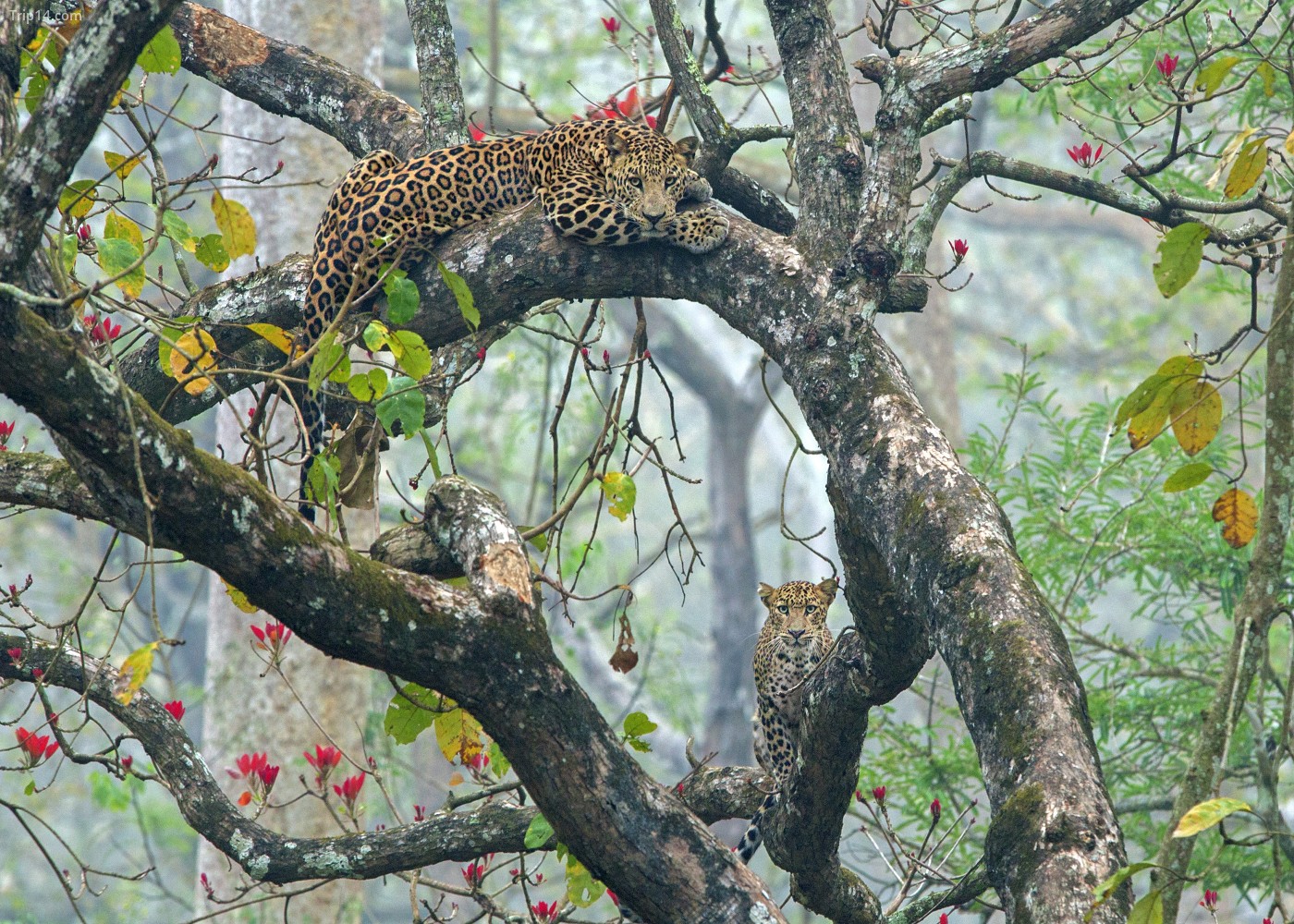 Vườn quốc gia Nagarhole có nhiều loại động vật hoang dã, bao gồm cả báo