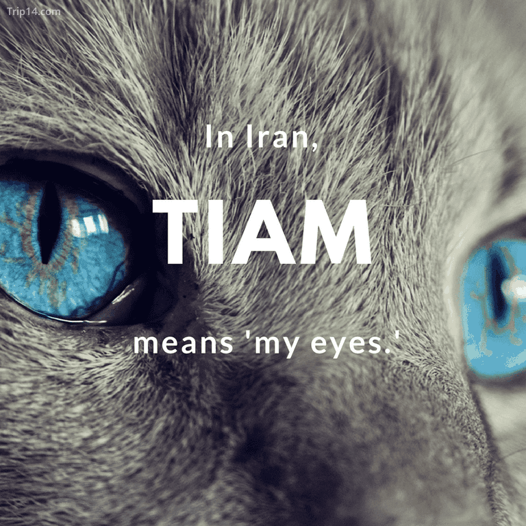 Tiam – đôi mắt của tôi