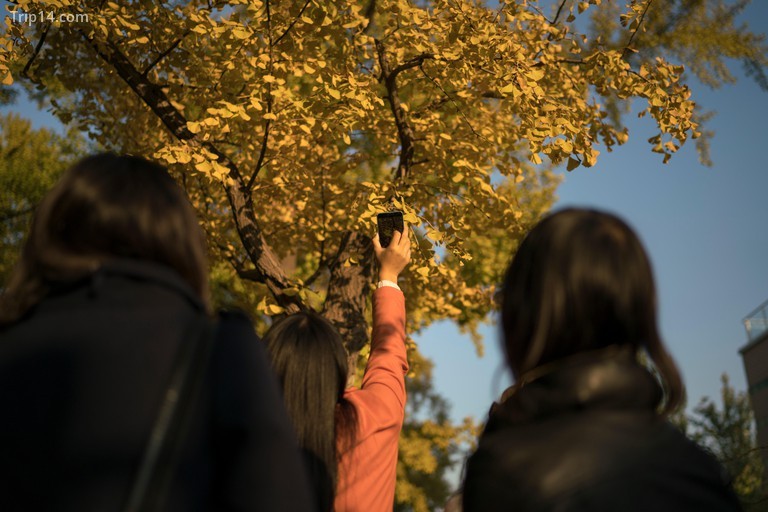 phụ nữ trẻ chụp ảnh dưới gốc cây gingko Bắc Kinh Trung Quốc - Trip14.com